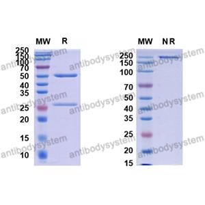 抗体：Monkeypox virus/MPXV H3L Antibody (SAA0282) RVV12701