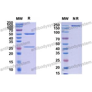 抗體：Monkeypox virus/MPXV H3L Antibody (SAA0282) RVV12701