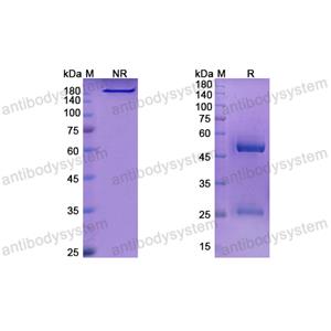 Research Grade Lenvervimab(DVV03701)