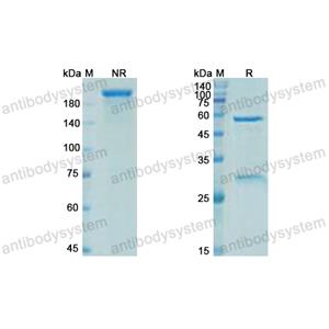 Research Grade Elipovimab  (DVV03102)