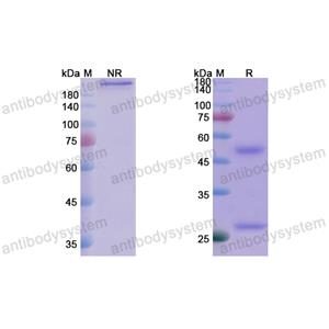 妥韋單抗,Research Grade Tuvirumab  (DVV03001)