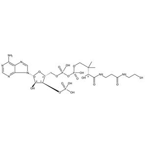 辅酶A  Coenzyme A  85-61-0