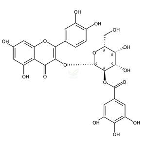 2′′-O-没食子酰基金丝桃苷 
