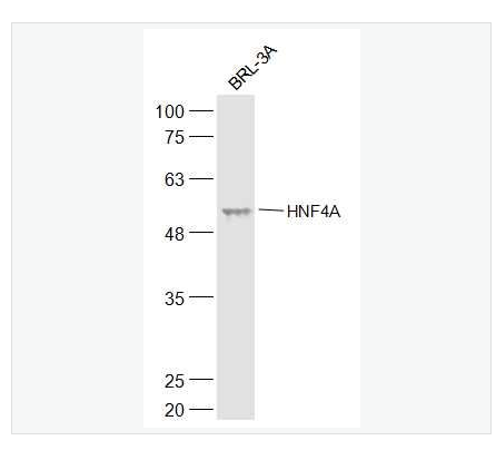 Anti-HNF4A  antibody-肝细胞核因子4α抗体,HNF4A