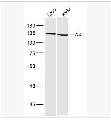 Anti-AXL antibody-粘附相关激酶抗体,AXL