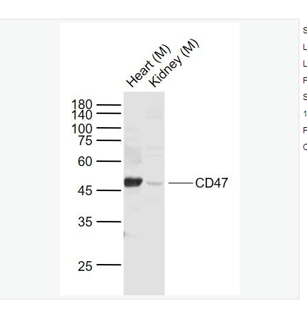 Anti-CD47   antibody-整合素相关蛋白CD47,CD47