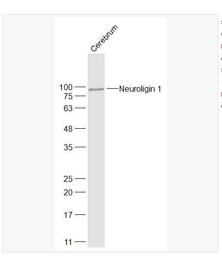 Anti-Neuroligin 1  antibody-突触细胞粘附分子1抗体,Neuroligin 1