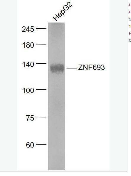 Anti-ZNF693  antibody-锌指蛋白693抗体,NZNF693