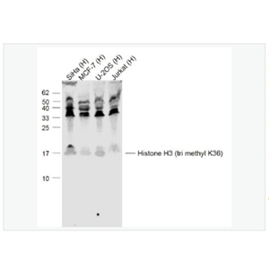 Anti-Histone H3 antibody-三甲基化组蛋白H3抗体