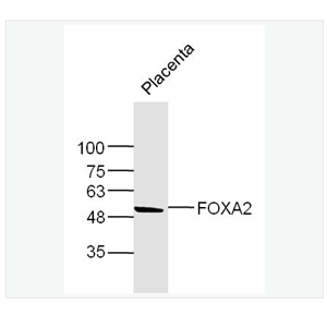 Anti-FOXA2  antibody-肝细胞核因子3抗体