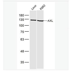 Anti-AXL antibody-粘附相关激酶抗体