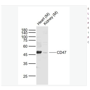 Anti-CD47   antibody-整合素相关蛋白CD47
