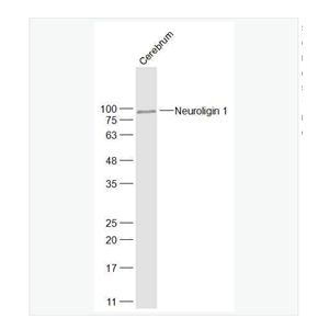 Anti-Neuroligin 1  antibody-突触细胞粘附分子1抗体,Neuroligin 1