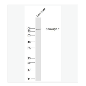 Anti-Neuroligin 1  antibody-突触细胞粘附分子1抗体