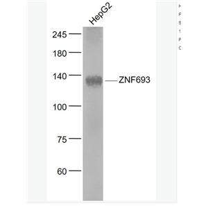 Anti-ZNF693  antibody-锌指蛋白693抗体,NZNF693
