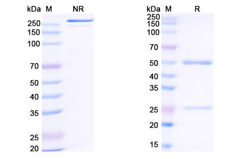 Research Grade Tobevibart  (DVV03005)