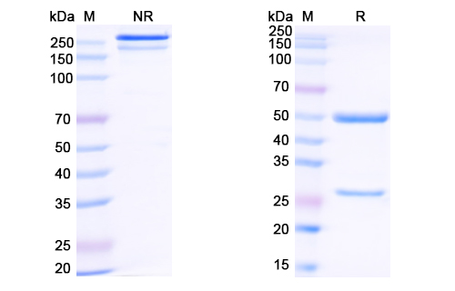 Research Grade Zinlirvimab  (DVV03103)