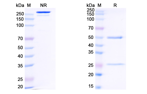 抗 HIV-1 gp120/Glycoprotein 120 (N6LS) 單克隆抗體,Research Grade Anti-HIV-1 gp120/Glycoprotein 120 (N6LS) (DVV03105)