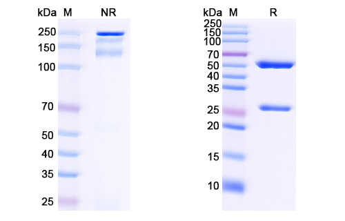 抗 HIV1 gp120/Glycoprotein 120 (VRC01LS) 單克隆抗體,Research Grade Anti-HIV1 gp120/Glycoprotein 120 (VRC01LS) (DVV03106)