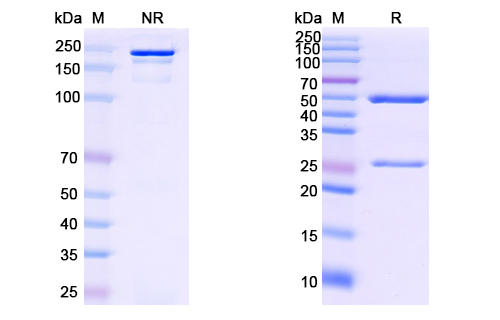 抗 HCV NS1/Envelope glycoprotein E2 (MBL-HCV1) 單克隆抗體,Research Grade Anti-HCV NS1/Envelope glycoprotein E2 (MBL-HCV1) (DVV08601)