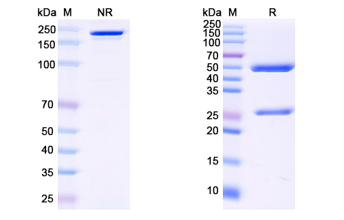 抗體：HBV Pres1/Pre-S1 Region Antibody (G10) RVV03003,Pres1/Pre-S1