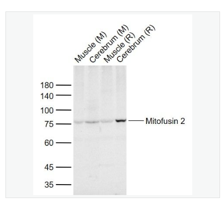 Anti-Mitofusin 2 antibody-线粒体融合蛋白Mfn2抗体,Mitofusin 2