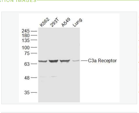 Anti-C3a Receptor  antibody-过敏毒素C3受体/补体C3受体抗体,C3a Receptor