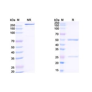 Research Grade Tobevibart  (DVV03005)