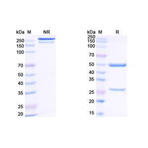 Research Grade Zinlirvimab  (DVV03103)