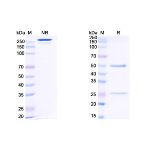 Research Grade Anti-HIV-1 gp120/Glycoprotein 120 (N6LS) (DVV03105)