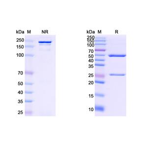 Research Grade Anti-HCV NS1/Envelope glycoprotein E2 (MBL-HCV1) (DVV08601)