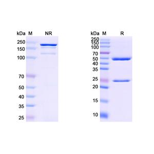 Research Grade Anti-HCV NS1/Envelope glycoprotein E2 (HuMax-HepC) (DVV08602)