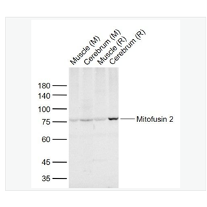Anti-Mitofusin 2 antibody-线粒体融合蛋白Mfn2抗体