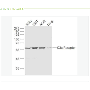 Anti-C3a Receptor  antibody-过敏毒素C3受体/补体C3受体抗体