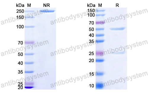 中和抗体-EBV/HHV4 gB/BALF4 Antibody (Iv0134) VVV22002,gB/BALF4