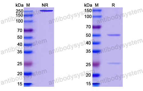 中和抗体-HIV-1 gp140/Env Trimer Broadly Neutralizing Antibody (Iv0112) VVV03104,gp140/Env Trimer