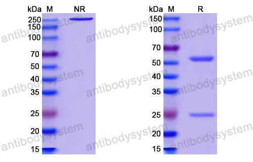 中和抗体-HIV1 gp120/Glycoprotein 120 (Iv0038) VVV03102,gp120/Glycoprotein 120