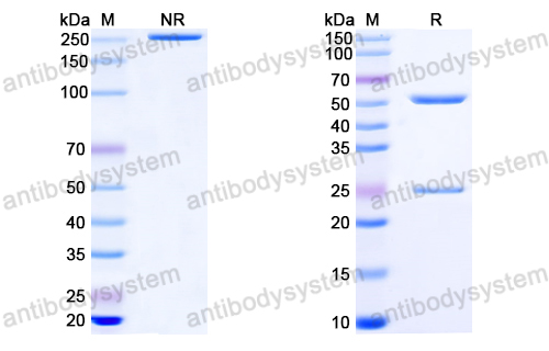 抗体：HIV-1 Capsid protein p24/CA protein Antibody (A3) RVV19305,Capsid protein p24/CA