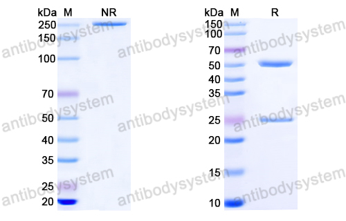 抗体：HIV-1 Matrix protein p17/MA protein Antibody (M33) RVV19304,Matrix protein p17/MA