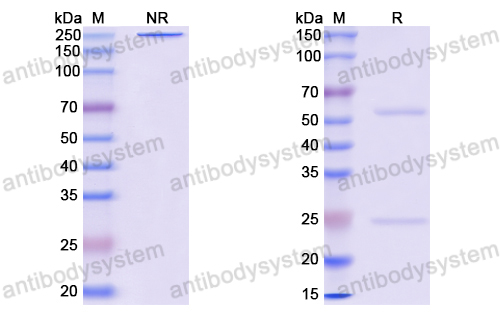 抗体：EBV/HHV-4 BLLF1/MA Antibody (72A1) RVV15201,BLLF1/MA