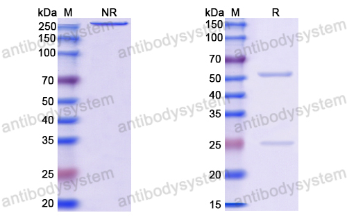 抗体：HEV Capsid protein Antibody (8G12) RVV11901,Capsid protein/E2s domain/ORF2