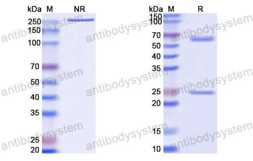 抗体：HCV ssRNA & Genome polyprotein Antibody (Fab HCV2) RVV09502,ssRNA & Genome polyprotein