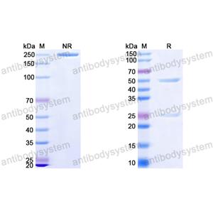 InVivoMAb Anti-EBV/HHV4 gB/BALF4 Antibody (Iv0134)