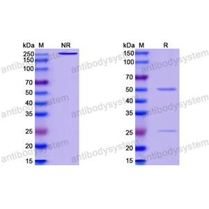 HIV-1 gp140/Env Trimer Broadly Neutralizing Antibody (Iv0112) VVV03104