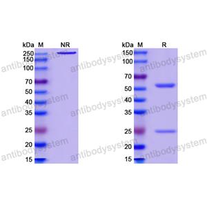 InVivoMAb Anti-HIV1 gp120/Glycoprotein 120 (Iv0038)