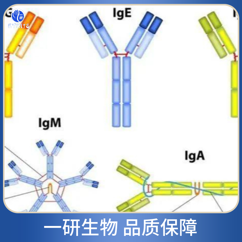 β淀粉样肽/Aβ42抗体,Anti-beta-Amyloid 1-42(CT)