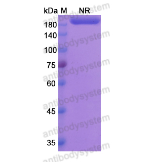 鲁吉珠单抗,Research Grade Lutikizumab