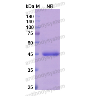 阿澤奇單抗,Research Grade Abrezekimab