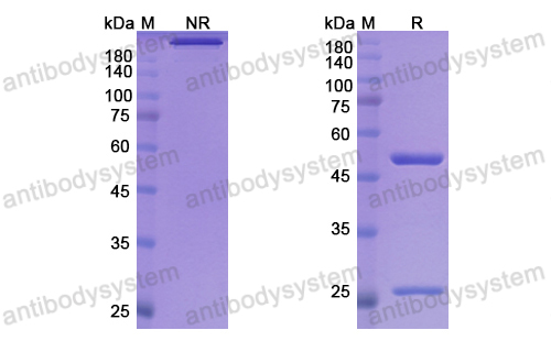 芳妥珠单抗,Research Grade Fontolizumab