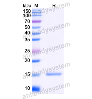 抗HIV-1 rev/ART/TRS protein Antibody (SAA1422) RVV23801,rev/ART/TRS